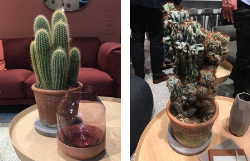 Muuto cactus
