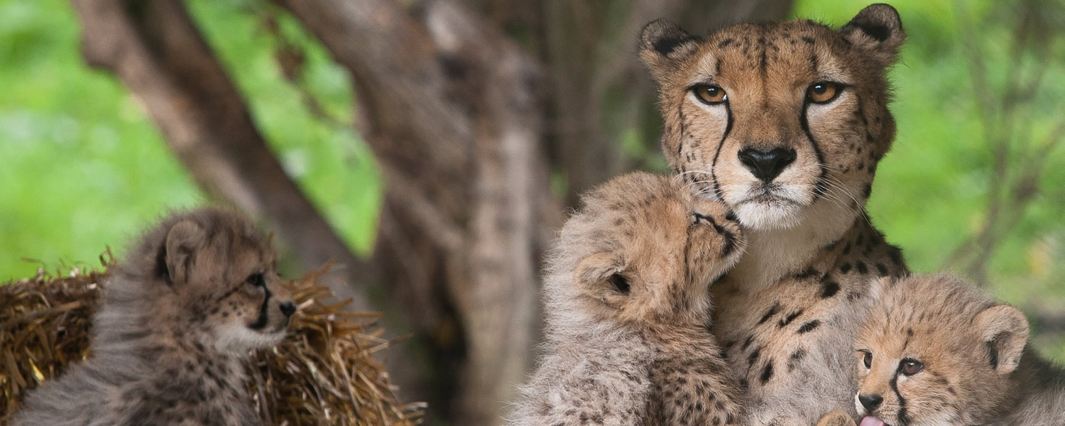 Help The Aspinall Foundation Build a Better Future for Endangered Animals