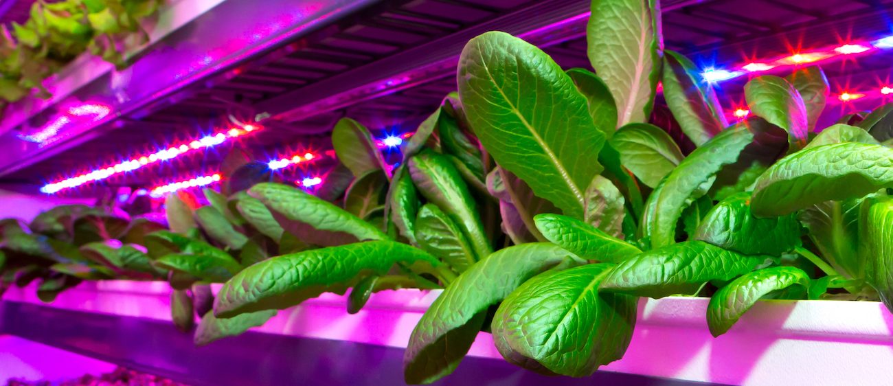 Vertical Farming and Bradbrook Consulting