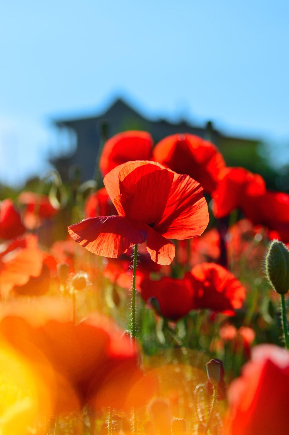 Remembrance Day 2019 – Lest we Forget