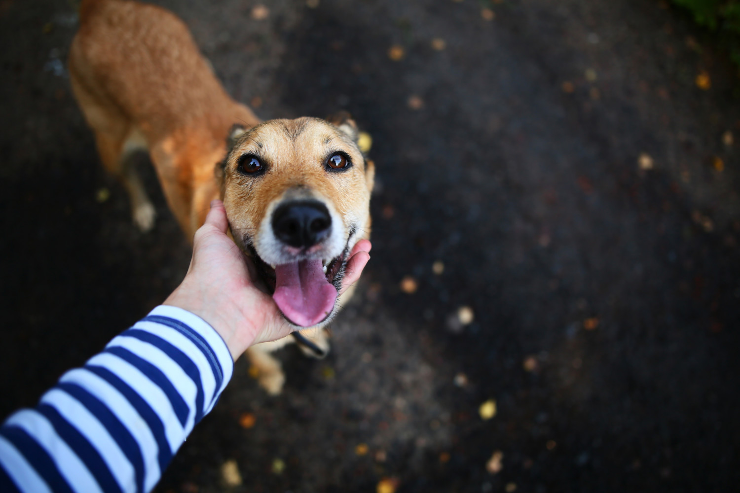Marokka supports Dogs on the Streets (DOTS) in COVID-19 Welfare Rescue Service